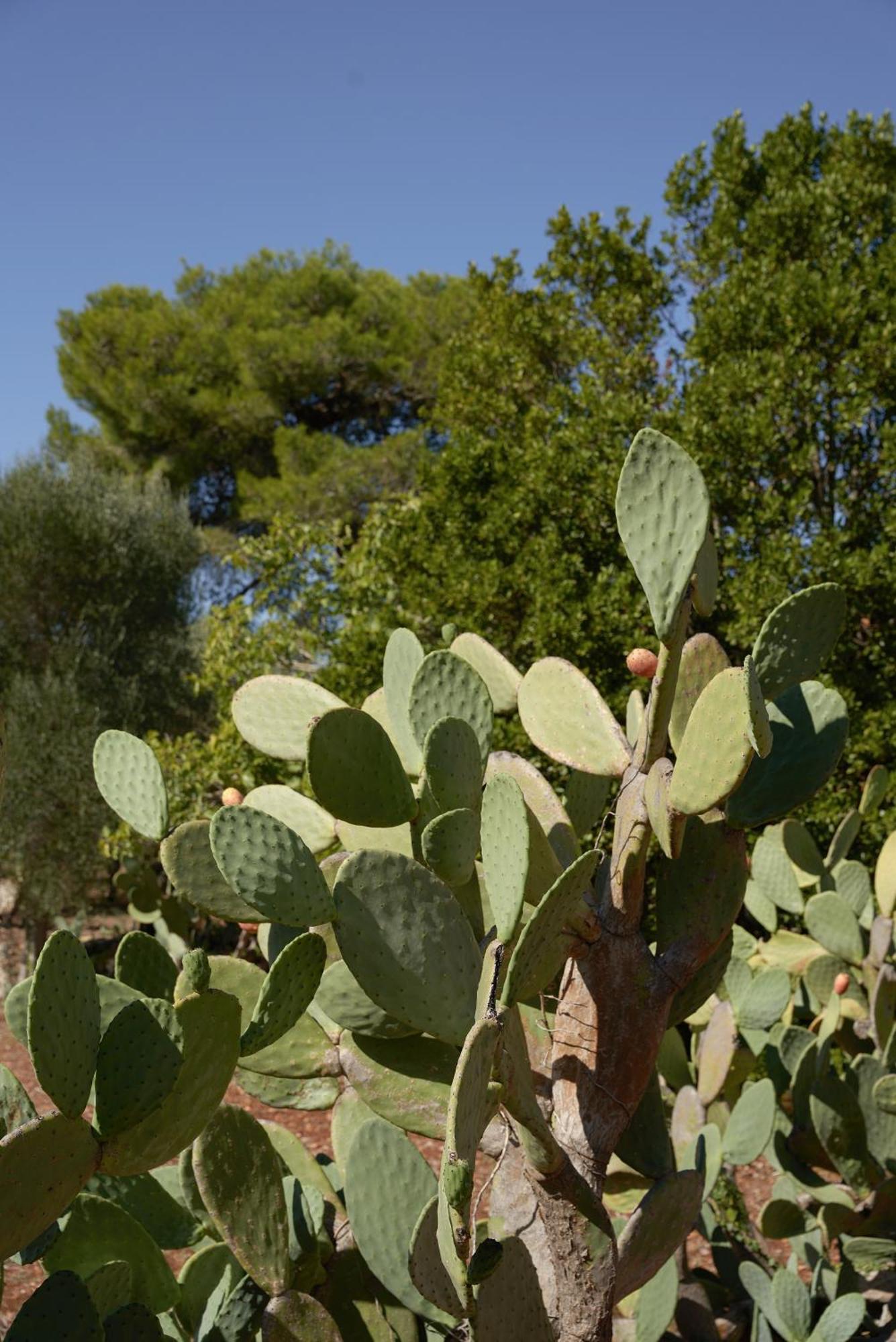 Masseria Paradiso Ostuni Ngoại thất bức ảnh